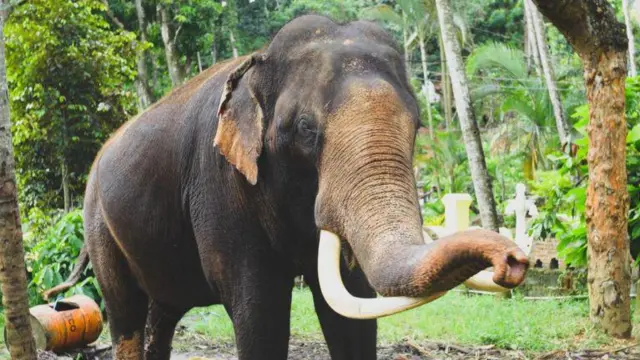 SRI DALADA MALIGAWA‍|FACEBOOK