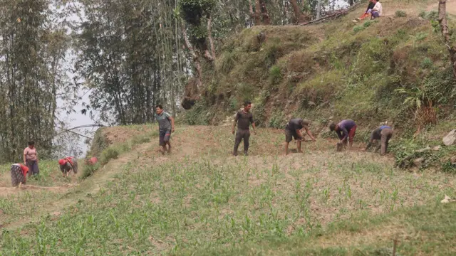 ताप्लेजुङको मैवाखोला गाउँपालिका–३, साँघुमा मकै गोड्दै किसान