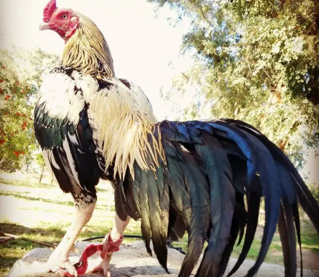 జావా అసిల్