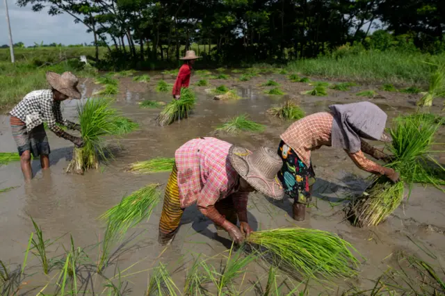 ဝန်ဆောင်မှုလုပ်ငန်းခွင်တွေကနေ စိုက်ပျိုးရေးလုပ်ငန်းဆီ ပြန်ပြောင်းရွှေ့သွားကြလို့ အချက်အလက်တွေကပြော