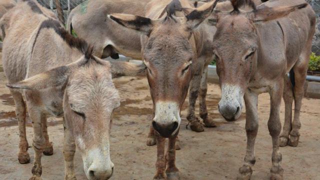 கழுதைகள்