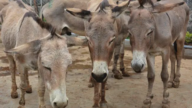 கழுதைகள்