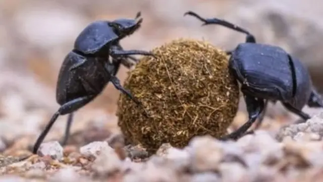 பூச்சிகள்