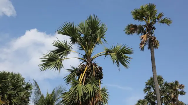 'பனை நடுவோம்'