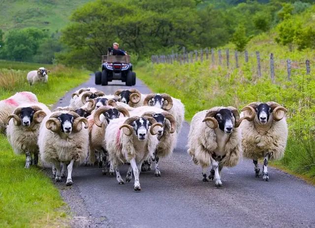 Ферма в Англии