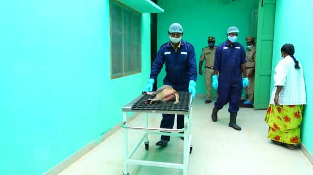 కోతుల బెడద