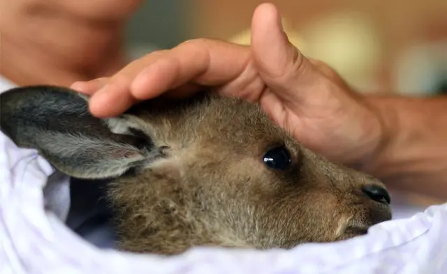 ऑस्ट्रेलिया