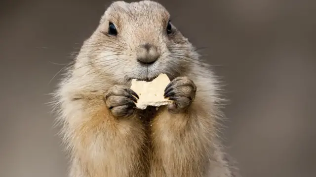 மர்மோட்