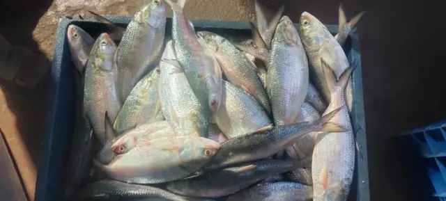 જૂન માસ 2025માં પકડેલી તાજી હિલ્સાની તસવીર