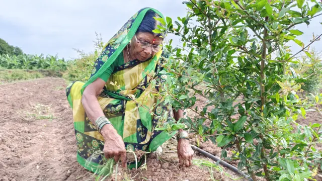 पद्मिनी इंदलकर शेतात काम करताना
