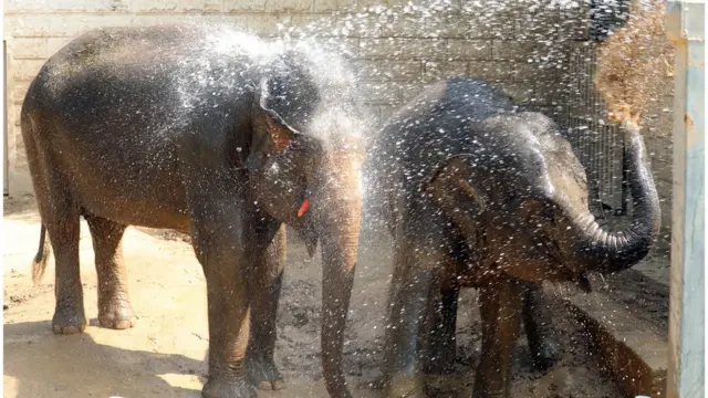 16일 오전 광주 한 동물원에서 코끼리들이 사육사가 뿌려주는 물을 맞으며 더위를 식히고 있다