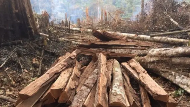 Madeira cortada na mata