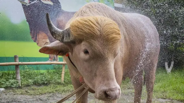 মহিষটির গায়ে পানি ছিটানো হচ্ছে