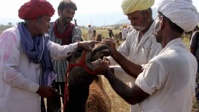 पुष्करच्या जत्रेत दरवर्षी जवळजवळ 25 हजार उंटांची खरेदी-विक्री केली जाते.