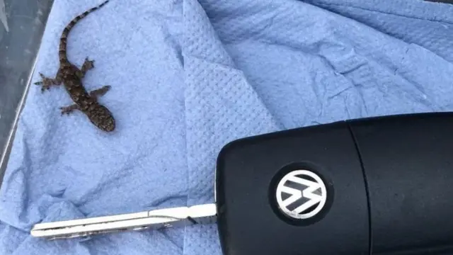 பார்பி பல்லி