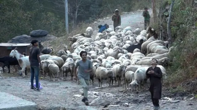 गावातील तरुणांमध्ये पशुपालनाची आवड कमी दिसून येते.