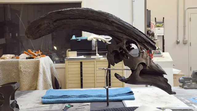 Crânio do Parasaurolophus tubicen