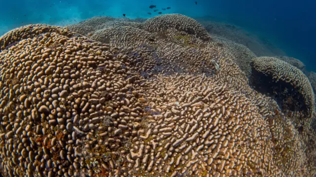 Um grupo de cientistas a bordo de um navio de pesquisa no sudoeste do Oceano Pacífico descobriu o maior coral do mundo nas Ilhas Salomão.