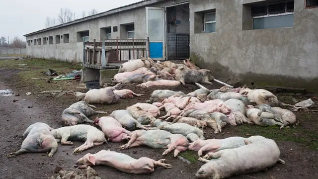 Ферма в Светильне, Киевская область