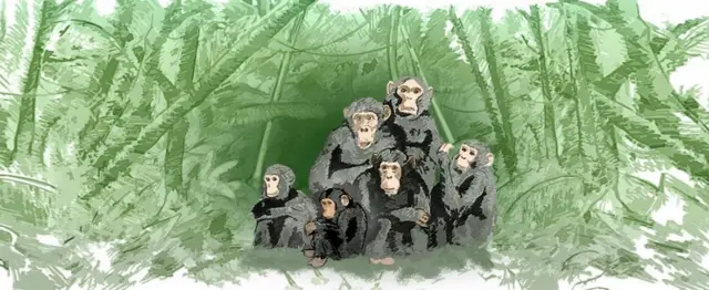 рисунок семейства шимпанзе