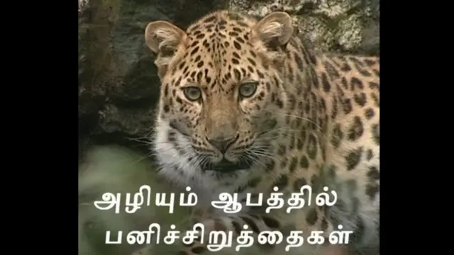 2016 ஆம் ஆண்டின் சிறந்த வனவிலங்கு காணொளிகள்