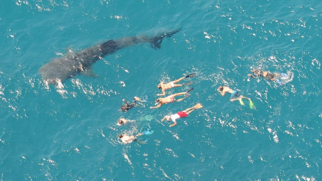 китовая акула