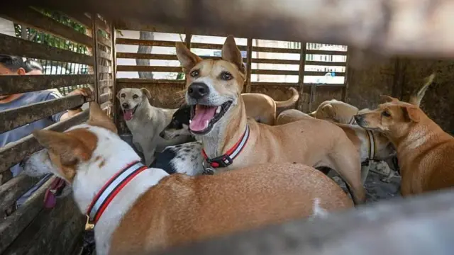 వీధి కుక్కలు