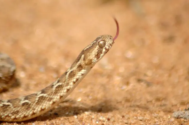 பாம்புகள்