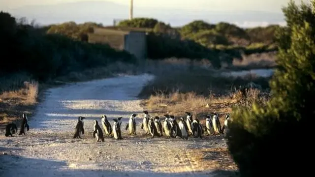 Hoberman Collection/Getty Images