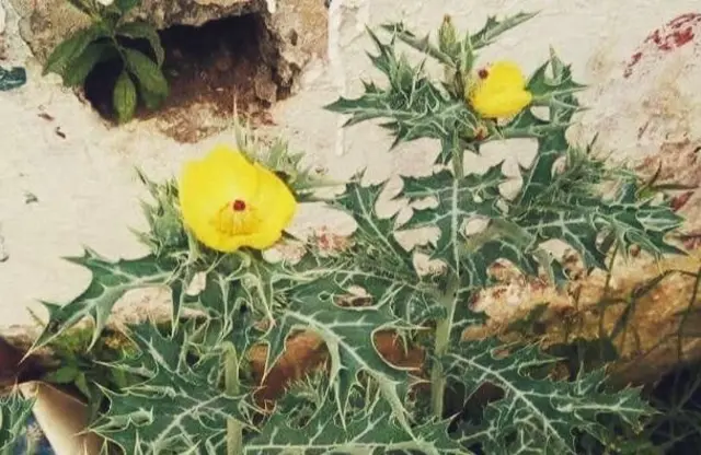 આર્જેમોન મેક્સિકાનો છોડ