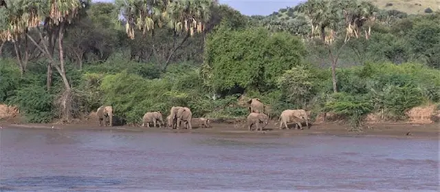 ኣብ ደንደስ ሩባ 7 ሓራምዝ ይርኣዩ፣ ዓርኮብኮባይ ዝርከቦም ኣግራብ ድማ ይርኣዩ።