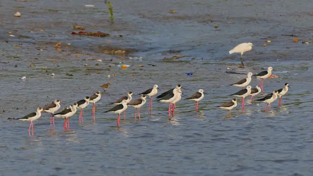 मिठागर धारावी प्रकल्प 