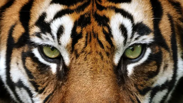 Tigre en India