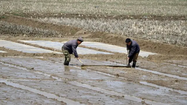 북한 주민들이 평양 교외 논에서 일하고 있다(자료사진)