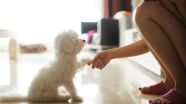 Chica saludando a un perrito