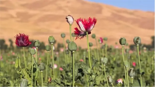 अफूची शेती