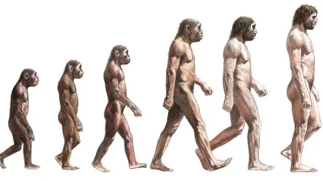 Evolución