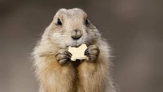 மர்மோட்