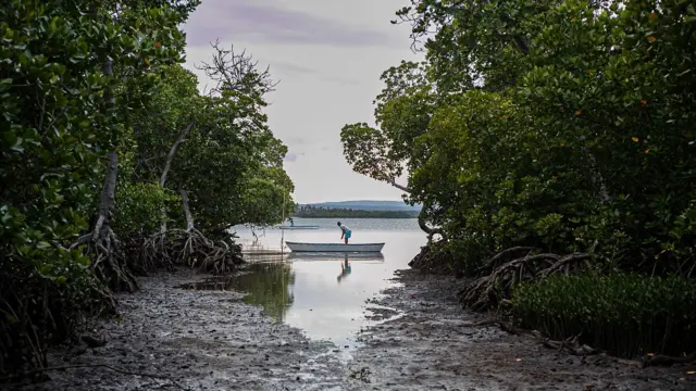 Manglar de Mida Creek en Kenia