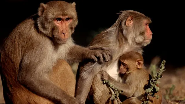 Макаки-резус (Macaca mulatta) часто делятся друг с другом пищей