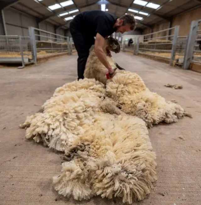 ఒంటరి గొర్రె