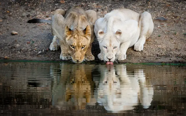 'ክልተ ጎራሓት ሃደንቲ’ሲ፡ ማይ ዝስትያ የምስላ’