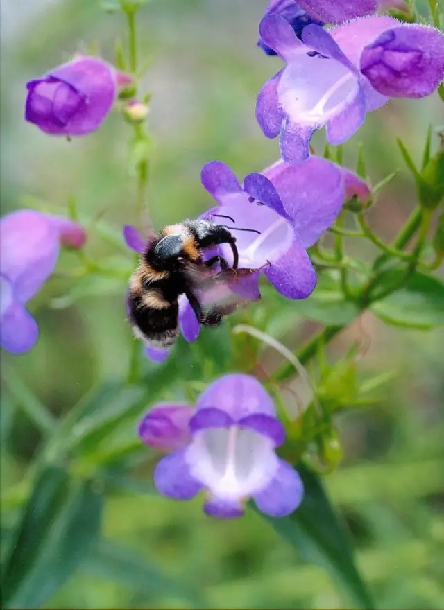 Cvet koji je Tom otkrio u Meksiku 1999. godine zvanično je nazvan Penstemon Kraksova naslada 2005. godine.