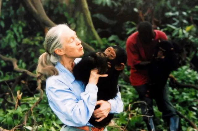 Goodall, 1995 yılında bir şempanzeyi kucaklarken