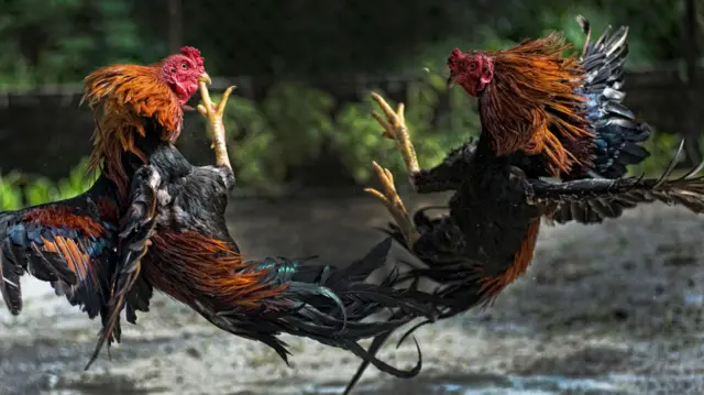 சேவல் சண்டை