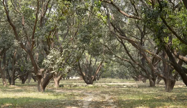 मलिहाबाद का दशहरी आम काफी लोकप्रिय है 