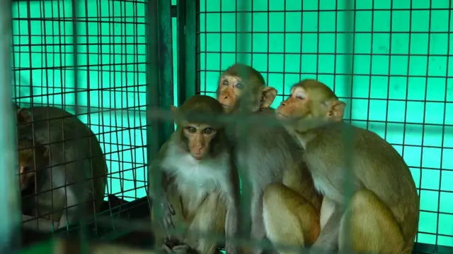 కోతుల బెడద 