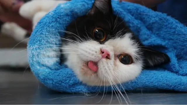 แมวที่ นัชญ์ ประสพสิน เลี้ยงไว้