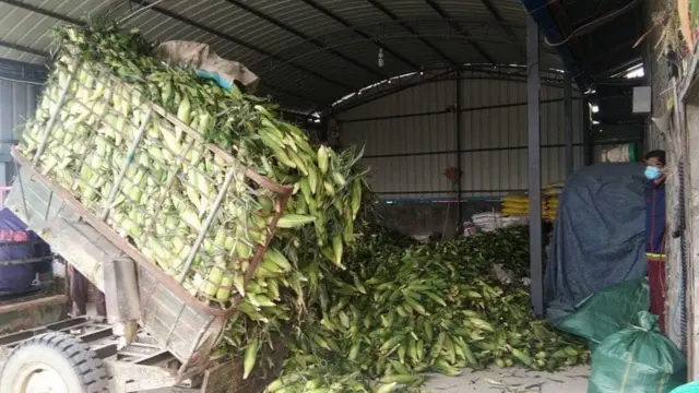 မူဆယ်မှာကြိုက်တဲ့သူလာယူဆိုပြီး ပြောင်းဖူးတွေ ပုံထားတဲ့ နေ ရာ