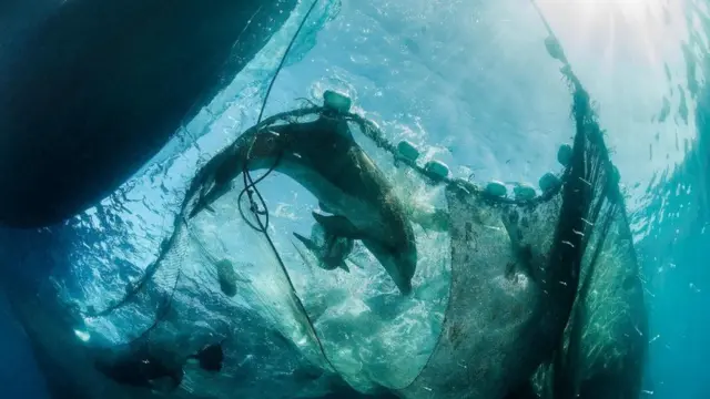 شبكة وقع بها أحد الحيوانات من الثدييات البحرية